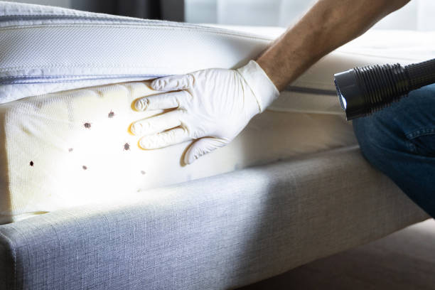 Wasp Removal Services in Grove Hill, AL